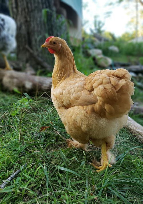 中国人终于可以吃上自己的鸡了 国产白羽肉鸡新品种打破国外垄断